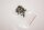 eMachines E640G-P323G32Mnks Schraubensatz Screws Set #2891